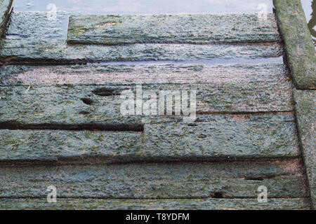 Wild growing green moss on wooden planks of a footpath bridge .dirty texture.nature texture. Stock Photo