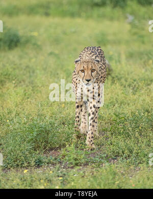 Cheetah in the Northen Tuli Game reserve Botswana Stock Photo