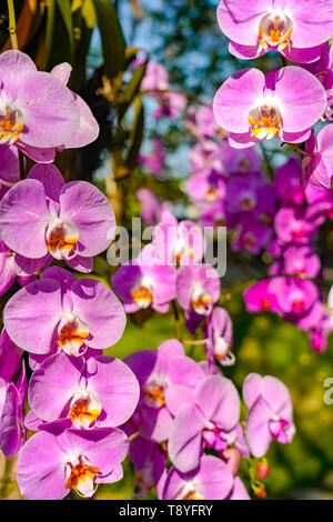 Phalaenopsis Orchid flower in garden at spring day for postcard beauty ...