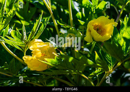 The cupped yellow flowers of a Ludlow's tree peony (Paeonia ludlowii) Stock Photo