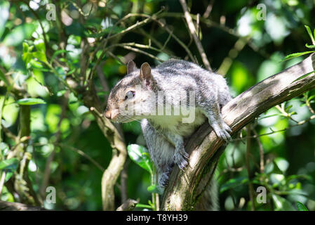 A Grey Squirrel Enjoying the Sunshine Perching in an Escalonia Bush Looking for Food in a Garden in Alsager Cheshire England United Kingdom UK Stock Photo