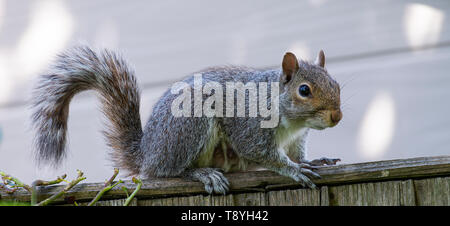 A Grey Squirrel Perching on a Fence Panel Looking for Food in a Garden in Alsager Cheshire England United Kingdom UK Stock Photo