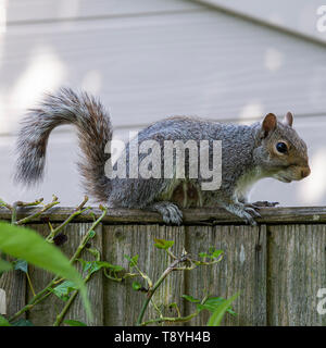 A Grey Squirrel Perching on a Fence Panel Looking for Food in a Garden in Alsager Cheshire England United Kingdom UK Stock Photo