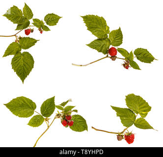 Ripe red raspberry on a branch. Isolated on white. Set Stock Photo