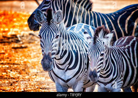 Close up photo of zebras in Bandia resererve, Senegal. It is wildlife animals photography in Africa. There is mother and her zebras baby. There is sun Stock Photo