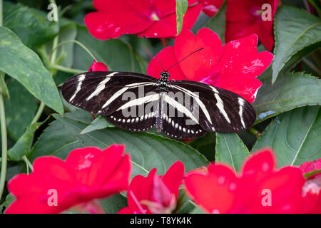 Black Longwing butterfly resting on a plant Stock Photo