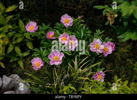 Flowers at the Huntington Library Gardens in San Marino, California. Stock Photo