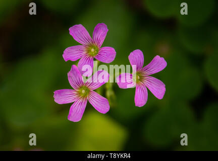 Flowers at the Huntington Library Gardens in San Marino, California. Stock Photo