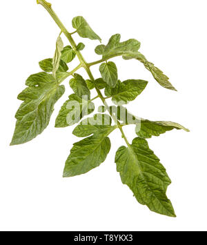 Green leaf of a tomato bush. Isolated on white Stock Photo