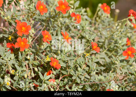 Helianthemum - Red Dragon, Rock Rose Red Dragon, Sun Rose flower in garden