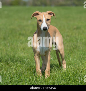 whippet puppy Stock Photo