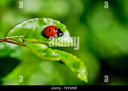 ladybird sitting on a green rose plant leaf, macro color picture with copy space Stock Photo