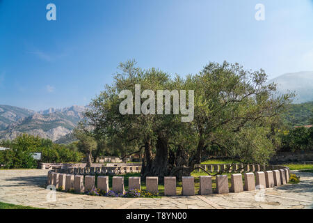 Stara Maslina is one of the world's oldest olive trees, located near Stari Bar in Montenegro. The tree is said to be over 2,000 years old. It is a pop Stock Photo