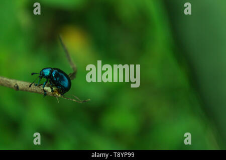 A small insect on a dead tree Stock Photo