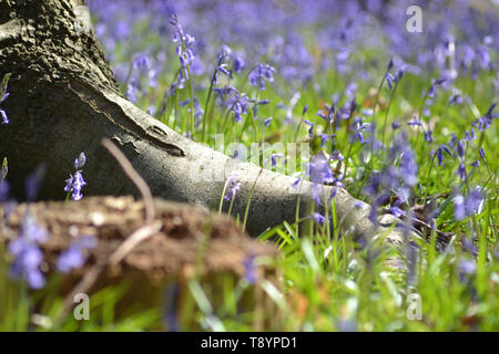 Beautiful bluebells, hyacinthoides non-scripta {Common bluebells} Stock Photo