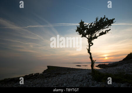 A single, flowering hawthorn tree, Crataegus monogyna, at sunset growing at Jenny Brown’s Point near the village of Silverdale on the edge of the estu Stock Photo