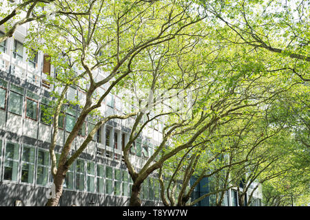 Platanus acerifolia. London plane trees outside Skempton building, Imperial College, South Kensington, London Stock Photo