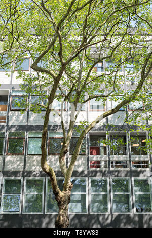 Platanus acerifolia. London plane trees outside Skempton building, Imperial College, South Kensington, London Stock Photo