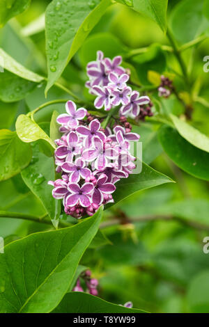 Syringa vulgaris ‘Sensation'. Lilac flowering in spring after the rain. UK Stock Photo