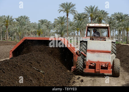 EGYPT, Bilbeis, Sekem organic farm, preparing of organic compost for