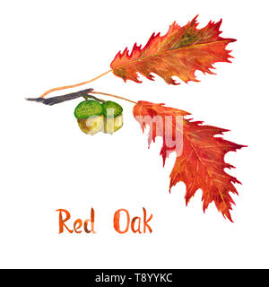 Red oak branch with green leaves and acorns, hand painted watercolor illustration with inscription isolated on white Stock Photo