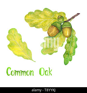 Common oak branch with green leaves and acorns, hand painted watercolor illustration with inscription isolated on white Stock Photo