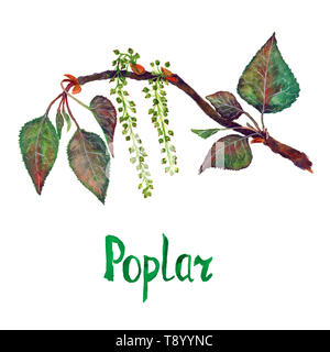 Poplar (Populus nigra) branch with green leaves and seeds, hand painted watercolor illustration with inscription isolated on white Stock Photo
