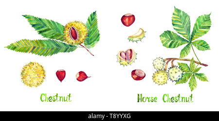 Conca Tree horse-chestnut, conker tree (Aesculus hippocastanum), Aesculus ...