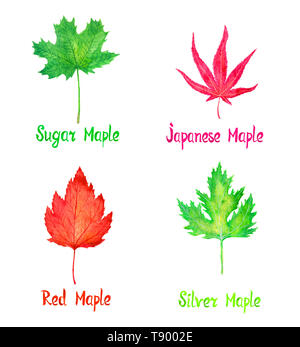 Sugar, Japanese, red and silver maple  leaves, maples variety collection, hand painted watercolor illustration  with inscription isolated on white Stock Photo