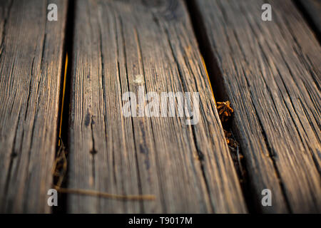 Wooden background. Wooden planks of the bridge with fir cones and leaves. Stock Photo