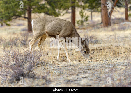 Spring Mule Deer - A young mule deer feeding on dry grasses in a pine forest. Early Spring in Rocky Mountain National Park, Colorado, USA. Stock Photo