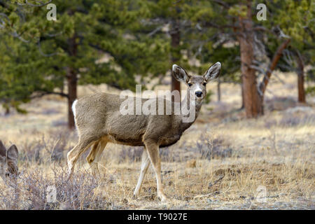 Mule Deer - A mule deer standing alerted in a pine forest. Early Spring in Rocky Mountain National Park, Colorado, USA. Stock Photo