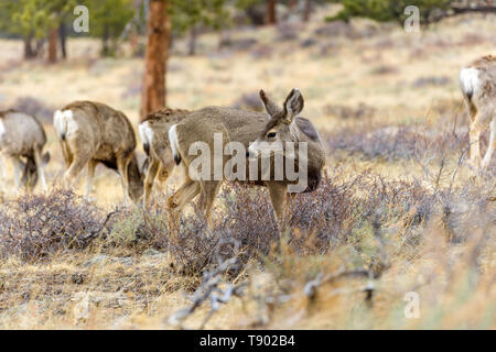 Mule Deer - Close-up view of mule deer feeding on Spring shrubs in a pine forest. Early Spring in Rocky Mountain National Park, Colorado, USA. Stock Photo