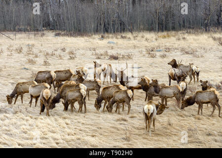 Spring Elk - A big herd of elk resting and grazing on a dry grass field. Early Spring in Rocky Mountain National Park, Colorado, USA. Stock Photo