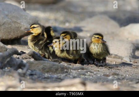 A group of newly hatched mallard ducklings huddle together Stock Photo