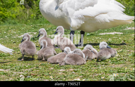 White Mute Swan cygnets (Cygnus olor) sitting on land with adults in Spring in West Sussex, England, UK. Young baby cygnets, newly born. Stock Photo