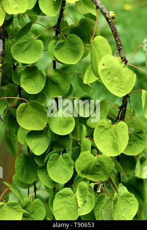 Closeup of the leaves of a Weeping Katsura tree. Stock Photo