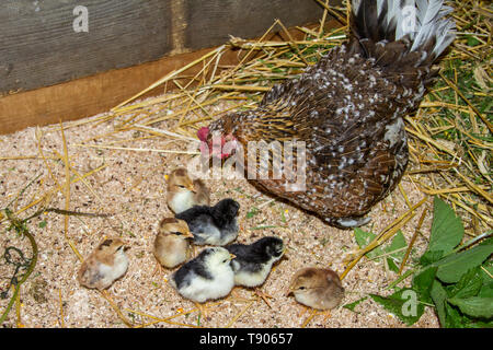Stoapiperl, Steinhendl - mother hen and fledglings - critically endangered chicken breed from Austria Stock Photo