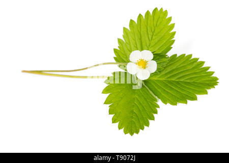 strawberry flowers   isolated on white Stock Photo