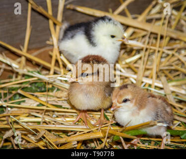 Stoapiperl, Steinhendl - fledglings - critically endangered chicken breed from Austria Stock Photo