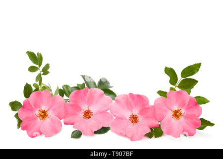 Dog rose flowers isolated on white background Stock Photo - Alamy