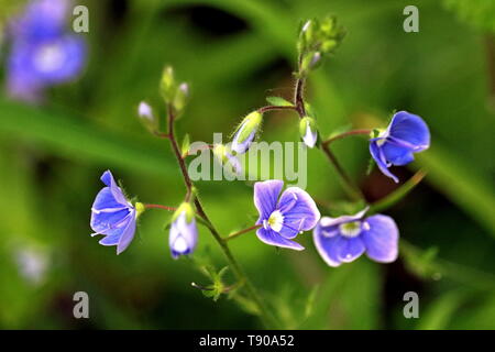 Bird's eye speedwell, Veronica persica, have deep sky-blue colour petals, a white centre. The flowers have radiating, darker stripes. Stock Photo