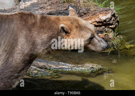 Polar bear - brown bear hybrid / polar bear-grizzly bear hybrid also called grolar bear / pizzly bear / nanulak, rare ursid hybrid Stock Photo