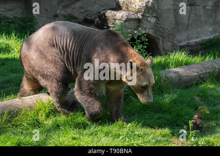 Captive bred Polar bear / brown bear hybrid also called grolar bear / pizzly bear / nanulak at Osnabrück Zoo, Germany Stock Photo