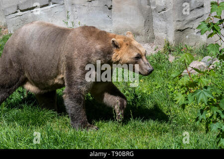 Captive bred Polar bear / brown bear hybrid also called grolar bear / pizzly bear / nanulak at Osnabrück Zoo, Germany Stock Photo