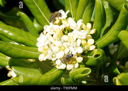 Fragrant and decorative flowering mediterranean plant with two bees on it. Pittosporaceae white blossoms surround with green leaves Stock Photo