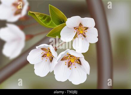 Cherry flowers Vector realistic branches. Spring blossom. Holiday card Stock Vector