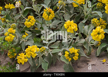 Jerusalem sage, phlomis fruticosa, a small shrub with yellow flowers Stock Photo