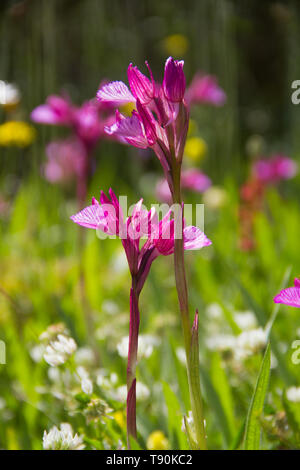 Flowers of Pink Butterfly Orchid, Anacamptis papilionacea Stock Photo