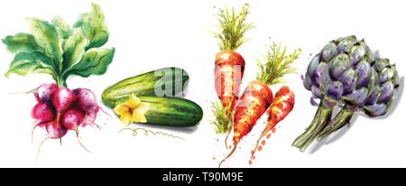 Radish, cucumber, carrots and artichoke Vegetables Vector watercolor isolated on white Stock Vector